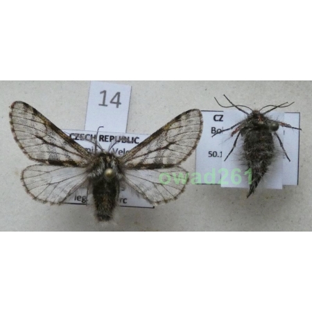 Lycia pomonaria (Hübner, 1790) pair Czech14